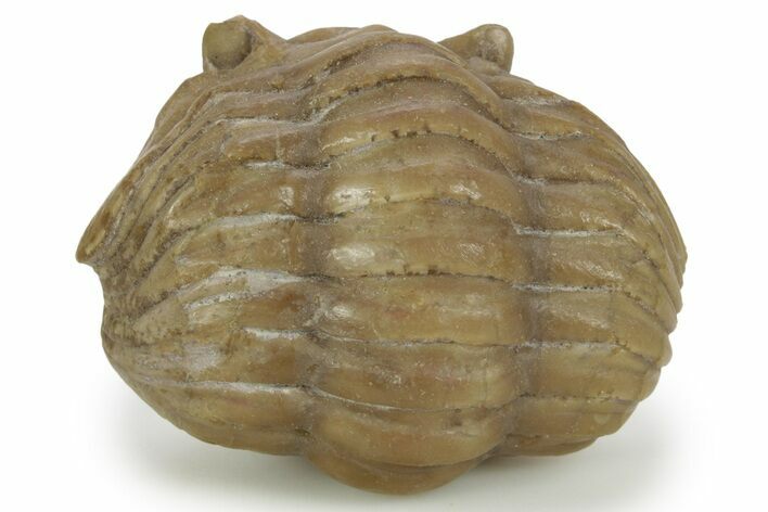 Bargain, Enrolled Asaphus Sulevi Trilobite - Russia #363091